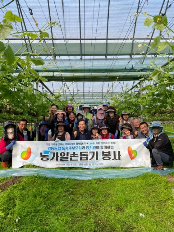 영동농협 농가주부모임·임직원 일손돕기 이미지