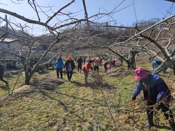 용산면 생활개선회, 고령 농가 돕기 봉사활동 펼쳐 이미지