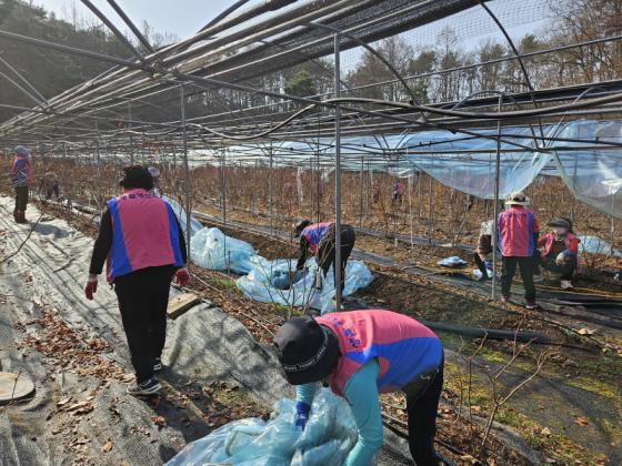 학산면 생활개선회, 심장 수술 농가에 일손 지원 ‘훈훈’ 이미지